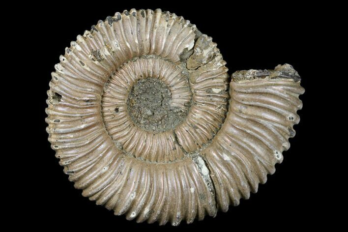 Pyritized Ammonite Fossil - Russia #175049